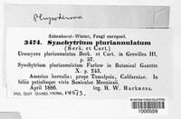 Physoderma pluriannulatum image